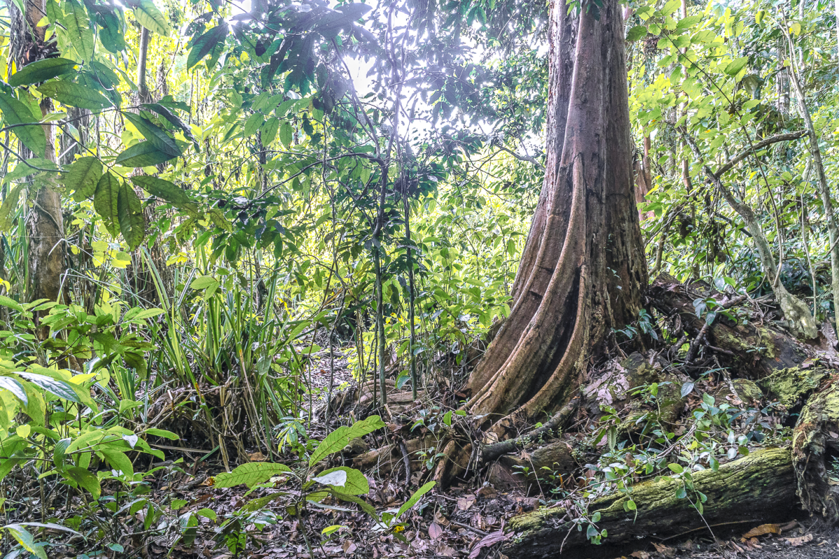 Série photographique "Endemic Place" Daniel Vuillemin Créer des œuvres d'art photographique captivantes tout en documentant la richesse et la diversité du monde qui nous entoure. Photographies de forêts tropicale humide de Papouasie et de Bornéo, Malaisie.