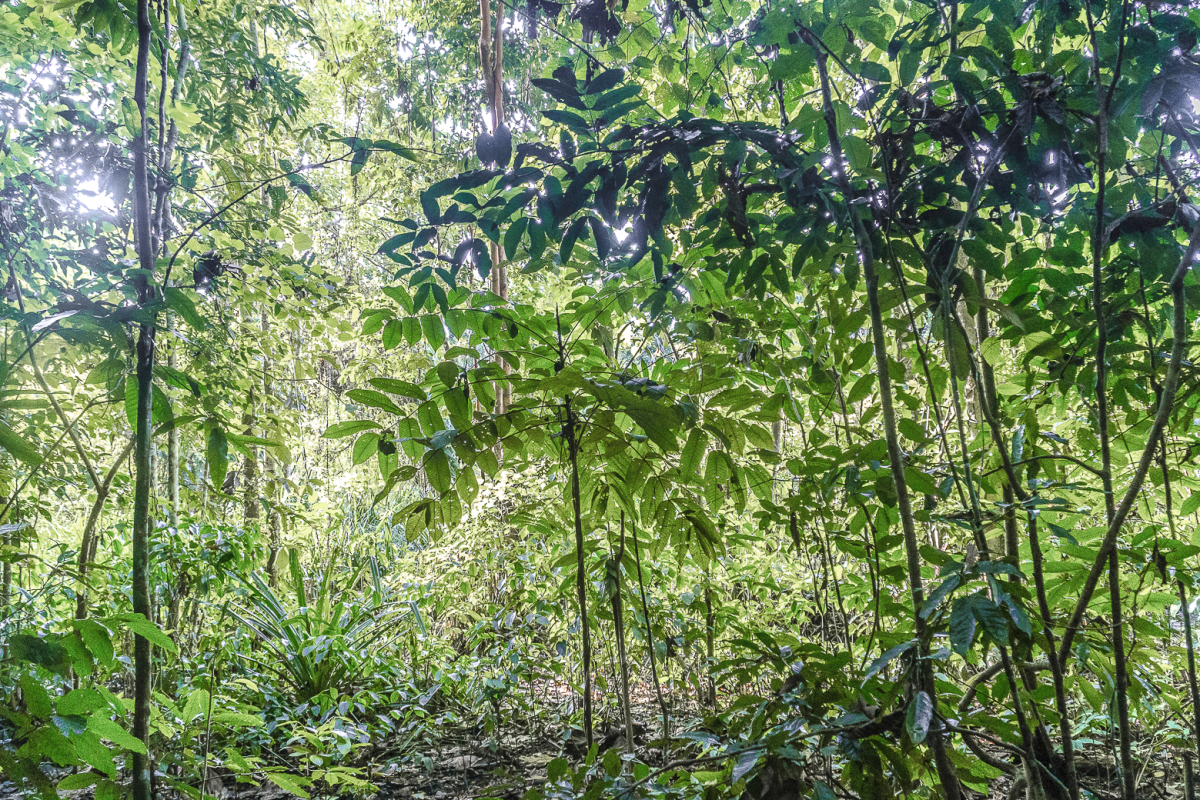 "Endemic Place" Photographie collection. Photographies de forêts endémiques, véritables joyaux de la biodiversité, abritent des espèces uniques et fragiles spécifiques à une région donnée. Protéger ces écosystèmes spécifiques est essentiel pour garantir la santé de notre planète.
